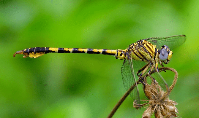 Rajathadri Hill Villa
