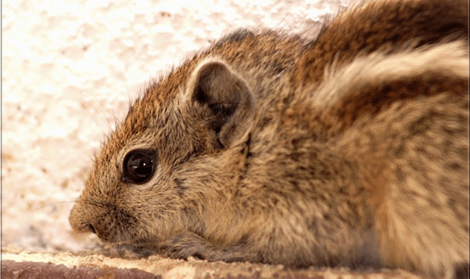 Rajathadri Hill Villa
