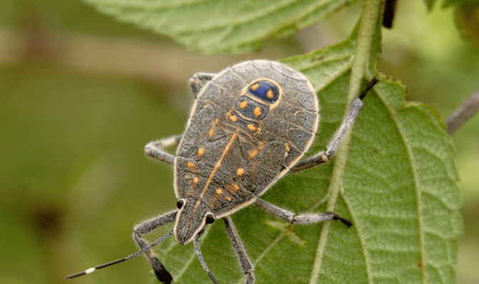 Rajathadri Hill Villa