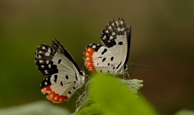 Rajathadri Hill Villa