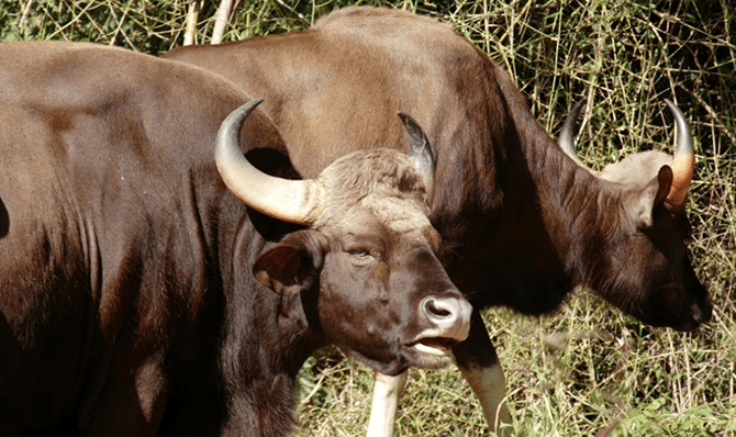 Rajathadri Hill Villa