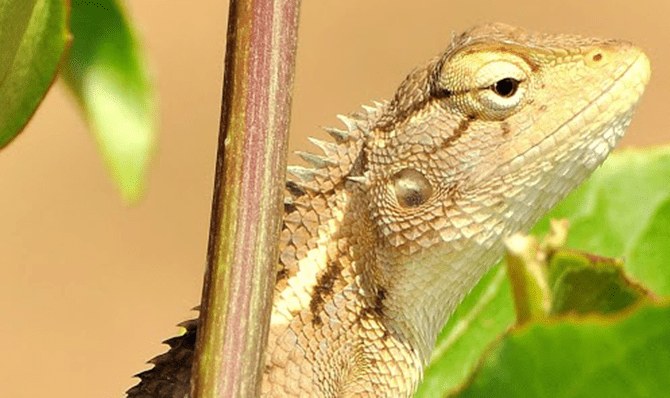 Rajathadri Hill Villa