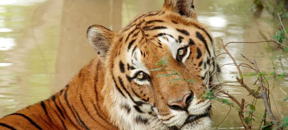 Diverse Wildlife and Geography