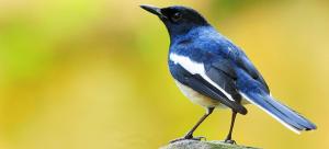 bird-watching-at-brhills